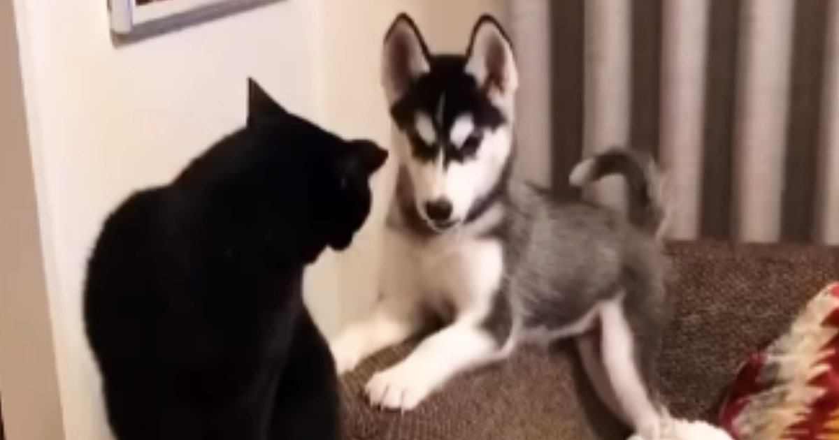 近づいてきたハスキーの子犬→猫が『連続パンチ』を繰り出すと…思わず笑ってしまう攻防が20万再生「なかなかのパンチｗ」「ただただ可愛いｗ」
