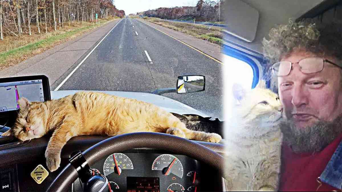 飼い猫を亡くしたトラック運転手…保護猫と出会い幸せなドライブへ！