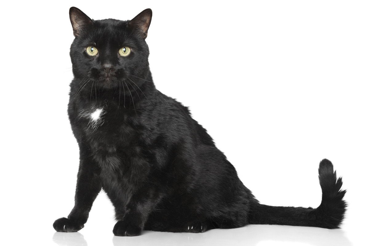 猫の『エンジェルマーク』を知っていますか？黒猫たちの命を守った、幸運の印
