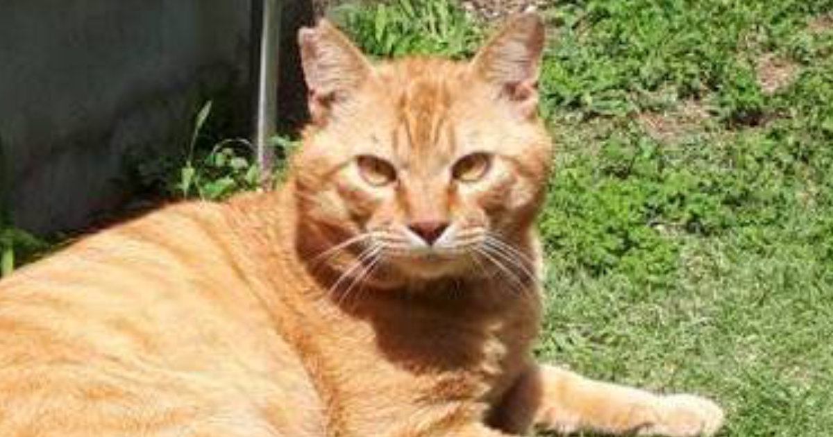 外で暮らしていた目つきの鋭い野良猫→保護された現在…激変ビフォーアフターに「出世したのかなｗ」「外にいる時より強そうｗ」と18万表示