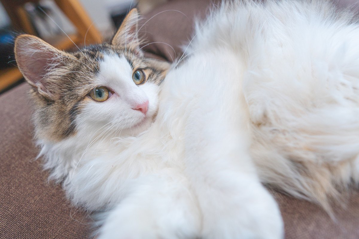 モフモフで人気の『長毛猫種』4選　それぞれの特徴やお世話のポイントもご紹介