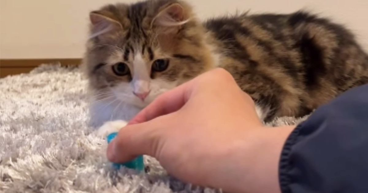 おもちゃを見つめる猫→おもちゃが後方に勢いよく飛んで行くと、見失ってしまい…『微笑ましいリアクション』に「超可愛いｗ」の声