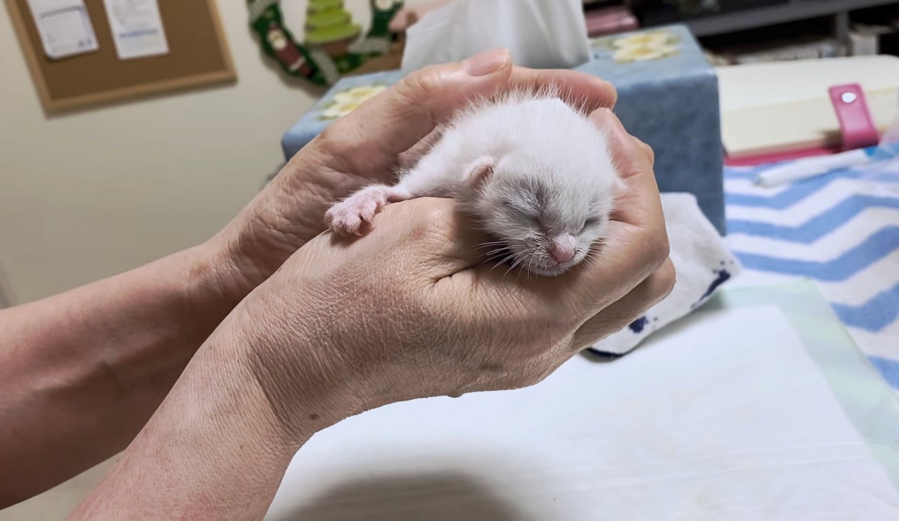 育たないかも…生後1日で捨てられた子猫の命をつなぐ！『必死に生きようとする力に感動』『たくさんの愛情を受けて育っている』