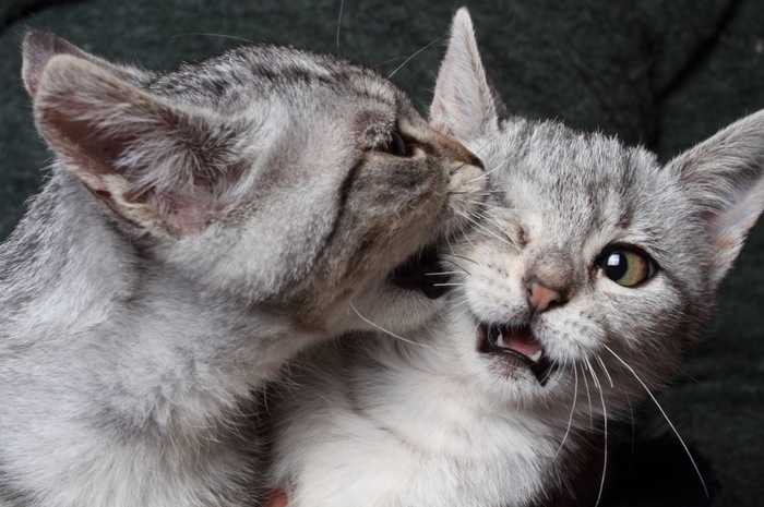 猫の喧嘩の原因やその対処法について