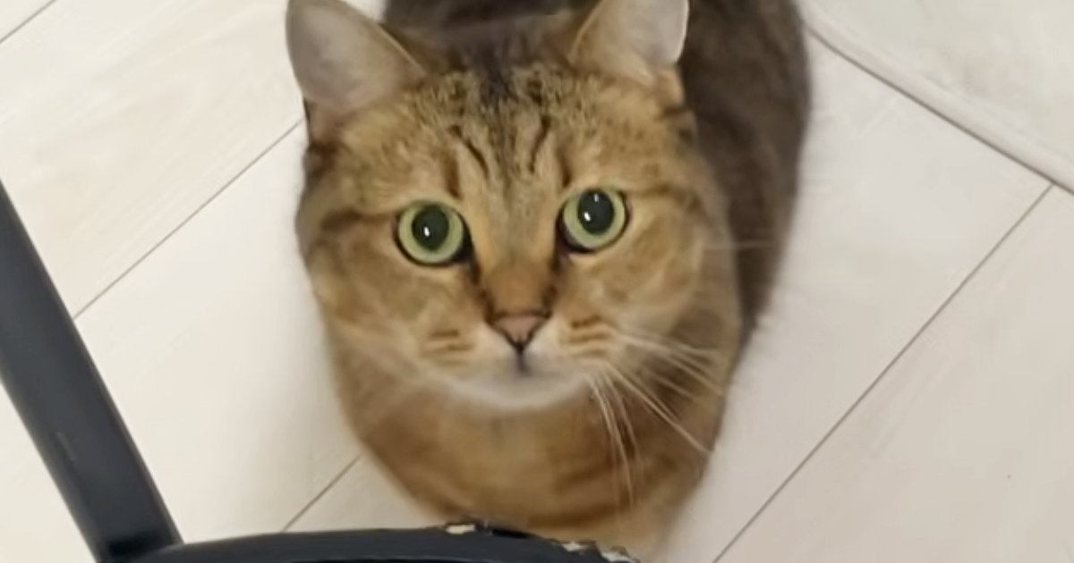 魚を焼いていると、近くにやってきた猫→椅子の上に乗って…『可愛すぎる行動』に癒される人が続出「目が輝いてるｗｗ」「すごい勢いで笑った」