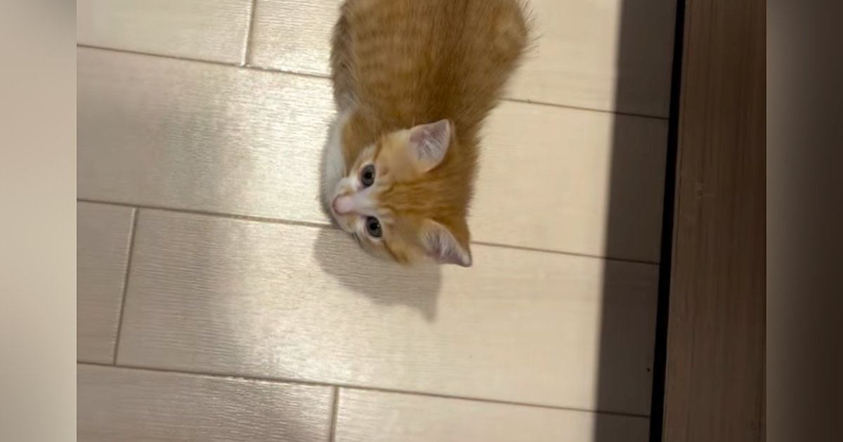 爆睡中の子猫のそばを離れた飼い主→気づいたら『足元』にいて…キュンとくる光景が104万再生「なんだただの天使か」「甘やかしたくなる」