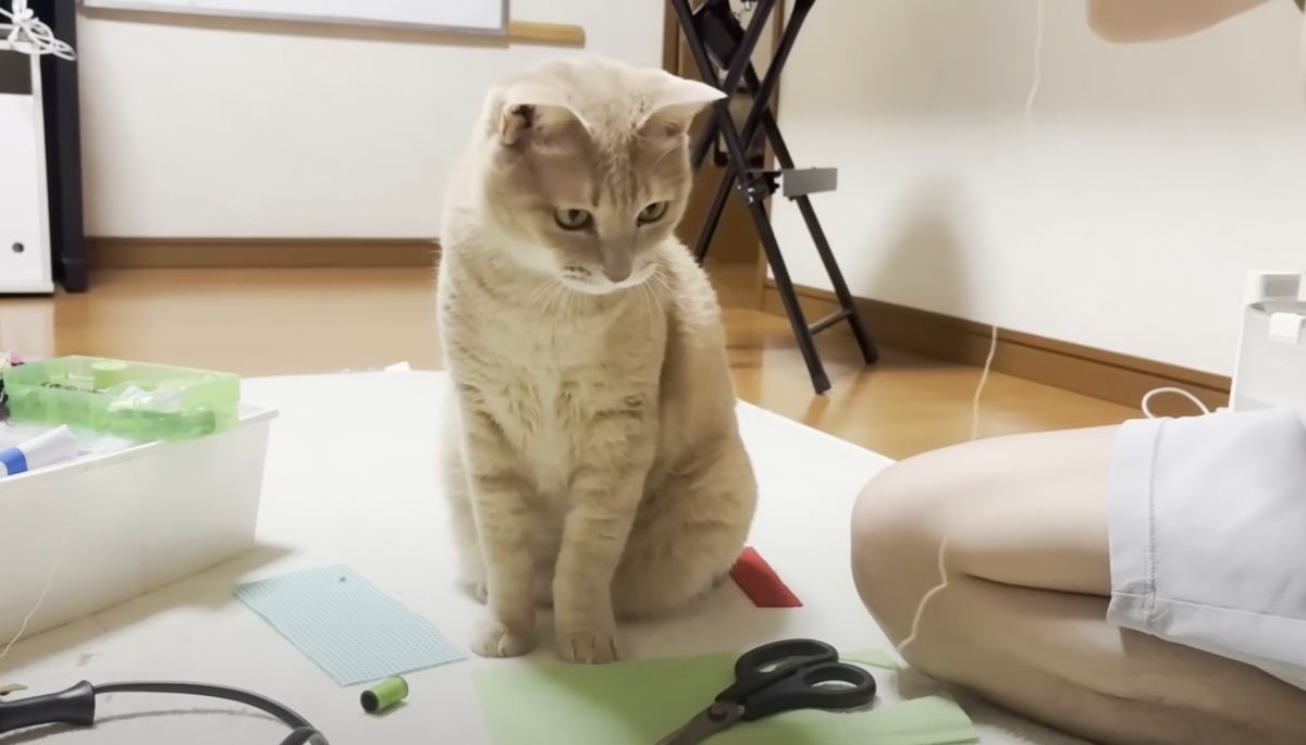家庭科の宿題に取り組む息子のとなりで……猫が見せた『可愛すぎる行動』に「愛が溢れててキュンとした」「お兄ちゃん大好きな乙女」と反響