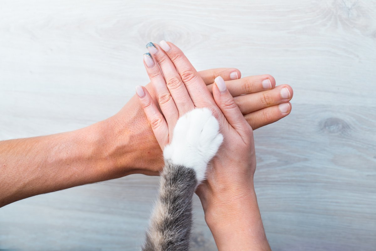 猫に対して『家族の一員になったな』と感じる瞬間3選　安心して過ごせているサインもご紹介