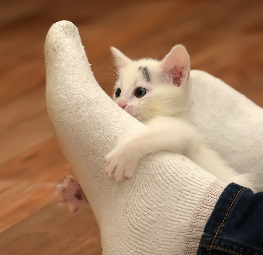 猫が飼い主の足を舐める心理