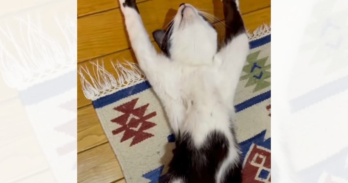 『怖すぎる』仰向けの状態で寝ていた猫→顔を覗き込んでみたら…衝撃の『表情』が70万再生「めっちゃ笑ってしまった」「人間化してるｗ」