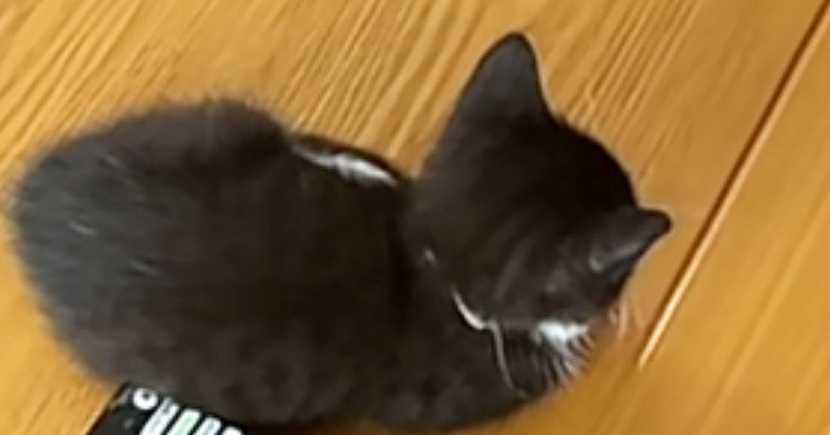リモコンの隣でくつろぐ赤ちゃん猫→大きさを比べると…想像以上に『愛おしすぎる光景』が27万再生「とてつもなく可愛い」「パヤパヤしとる」