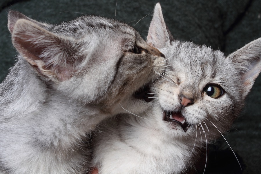 猫が他の猫の首を噛む理由と止めさせる方法