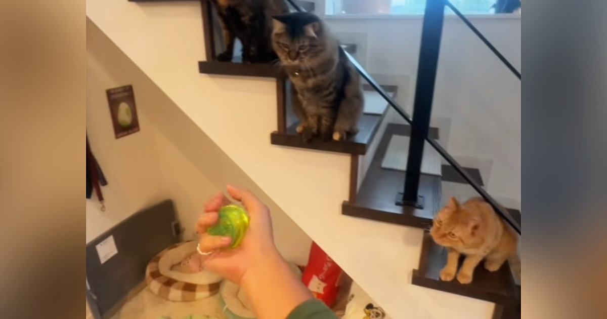 猫3匹の前で『ヨーヨー』を披露してみたら…見事な反応と『温度差ありすぎる犬』が71万再生「下にいるワンコｗ」「めっちゃ良いお客さんｗ」