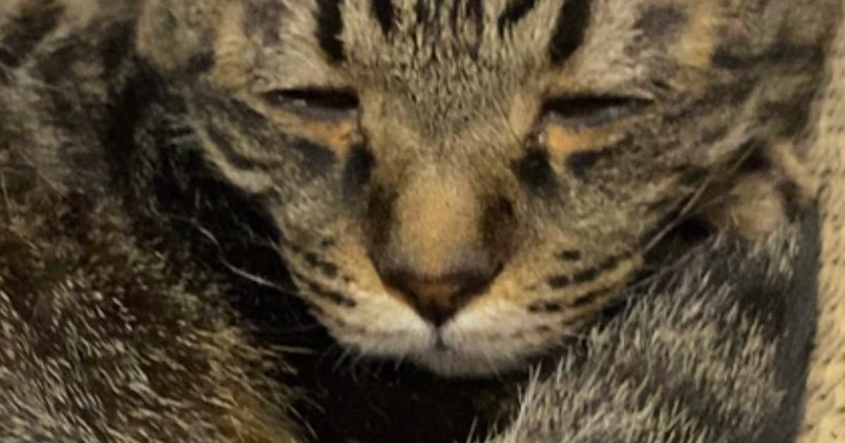 熟睡しているネコの『顔』を見たら…なんとも言えない『表情』に８万いいね「めちゃくちゃ老いてるｗｗ」「しおしおすぎｗ」と爆笑の声