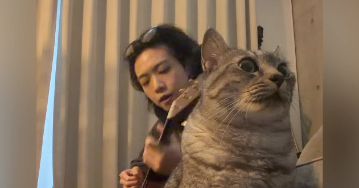 弾き語りをすぐそばで聴く猫…『AIでは？』と疑われるほど微動だにしない様子が142万再生「めっちゃ偽物みたいｗ」「どういう感情ｗ」