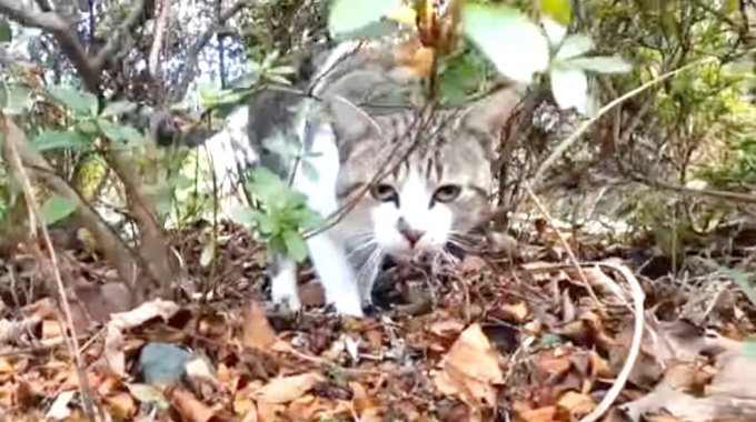 捨てられても人間大好きな野良猫…ずっとのお家で幸せな猫生へ！