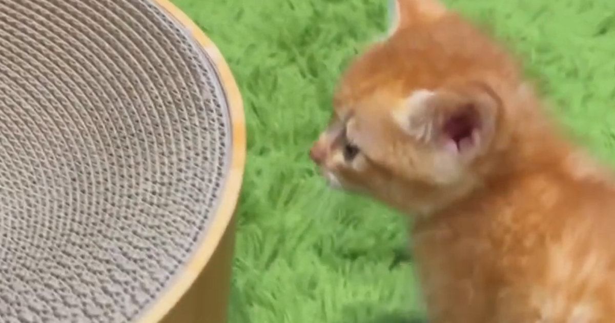 子猫がはじめての『爪とぎ』に挑戦した結果→困り顔で……思わずニヤける"可愛い反応"が９万再生「動作にキュン」「もうたまらない」