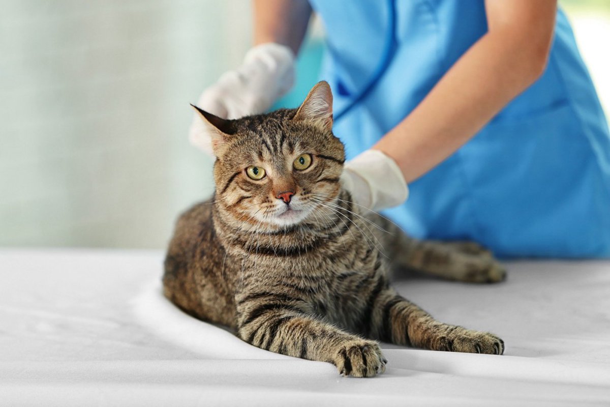 出血を繰り返す猫の足…原因は『皮膚リンパ管の奇形』だった！【獣医師執筆】