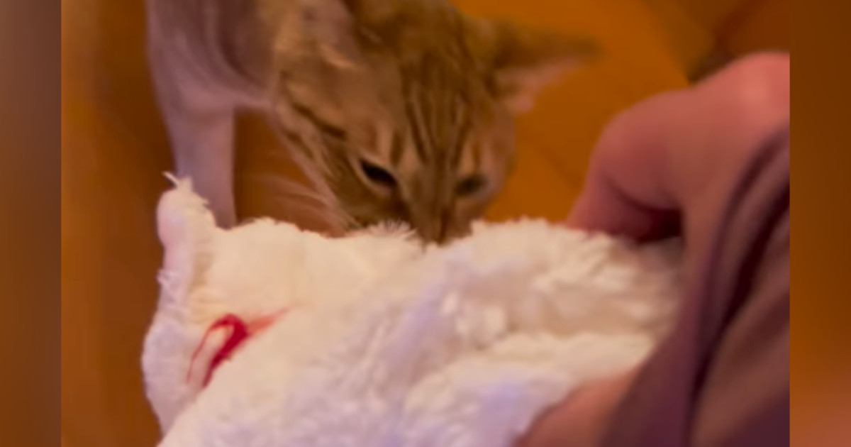 猫のお気に入りのぬいぐるみを持っていくと…『可愛すぎる行動』に笑顔になる人が続出「ほんとに好きなんだね」「人間の赤ちゃんみたい」