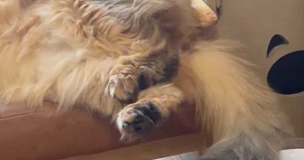 猫がいる方向から『謎の音』→何かと思ったら…『まさかの行動』に笑ってしまう人が続出「楽しんでいそうｗ」「暑くなってきたからねｗ」