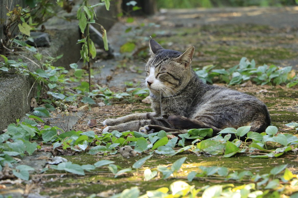 猫が『脱水症状』を起こしている4つのサイン　見落とすと起こり得るトラブルも