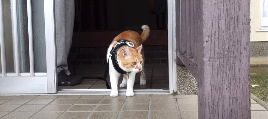 元ストリートキャットに教わる、雨の日のお散歩攻略法♪