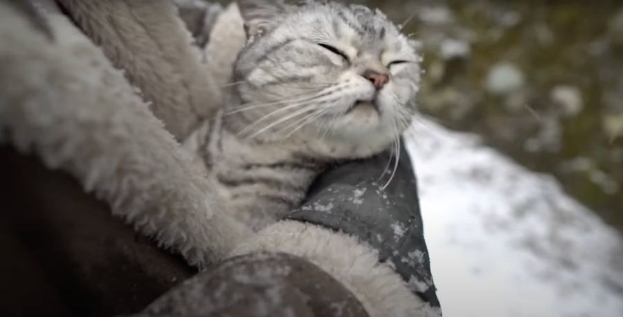 初めての雪！猫ちゃんと一緒にお散歩してみると…