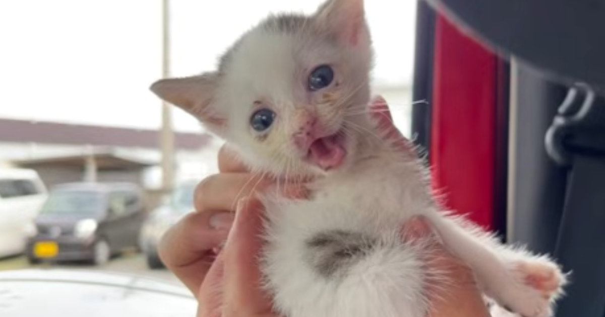 空き家でひとり『鳴き続けていた子猫』を保護→緊急手術をすることになって…涙あふれる『成長記録』が23万再生「大泣きした」「ありがとう」