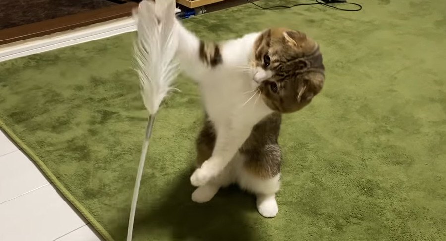 新しい猫じゃらし！ちゃんと遊んでくれるかな？