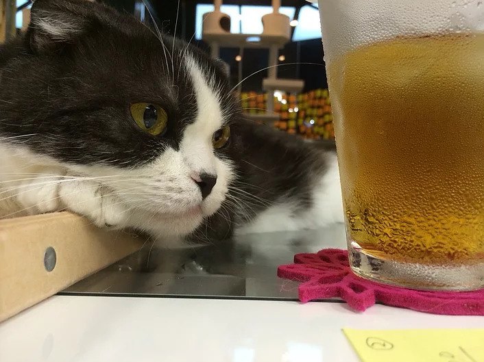 熊本の猫カフェ最新情報｜おすすめ7店をドドーンとご紹介！