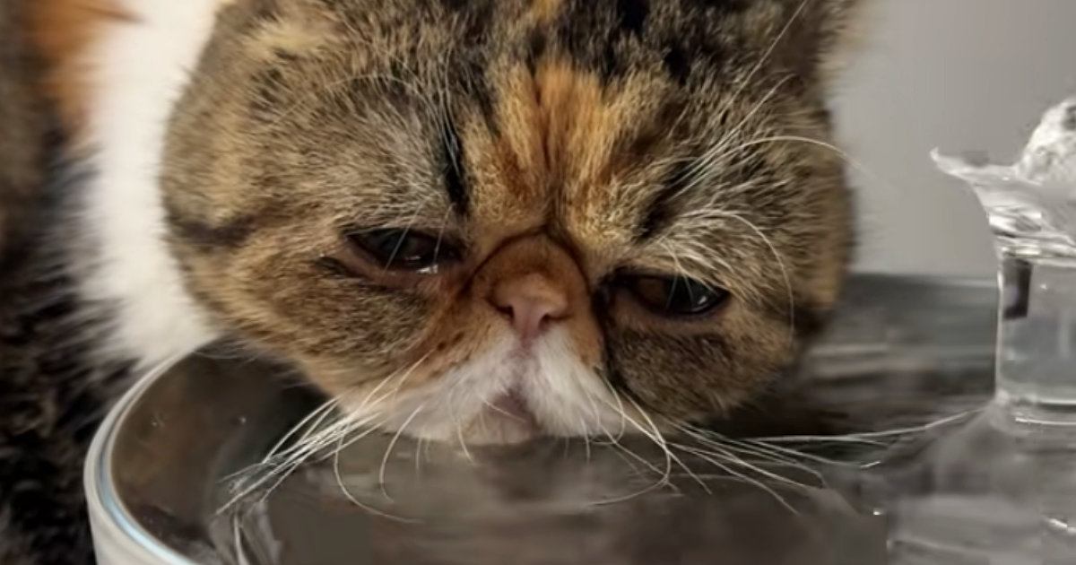 水を飲んでいた猫ちゃん→『口元』をよーく見ると…つい笑っちゃう光景が14万再生「もどかしいｗ」「何をしてるんだろうｗ」とSNSで反響