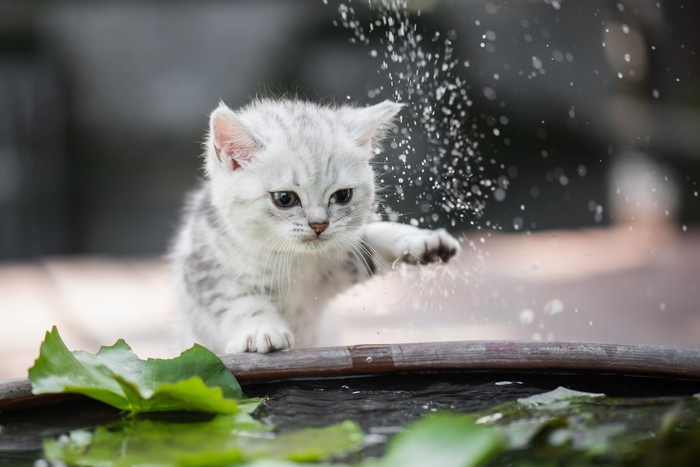 猫かきだって出来ちゃう！水遊びを楽しむにゃんこ達の動画をご紹介！