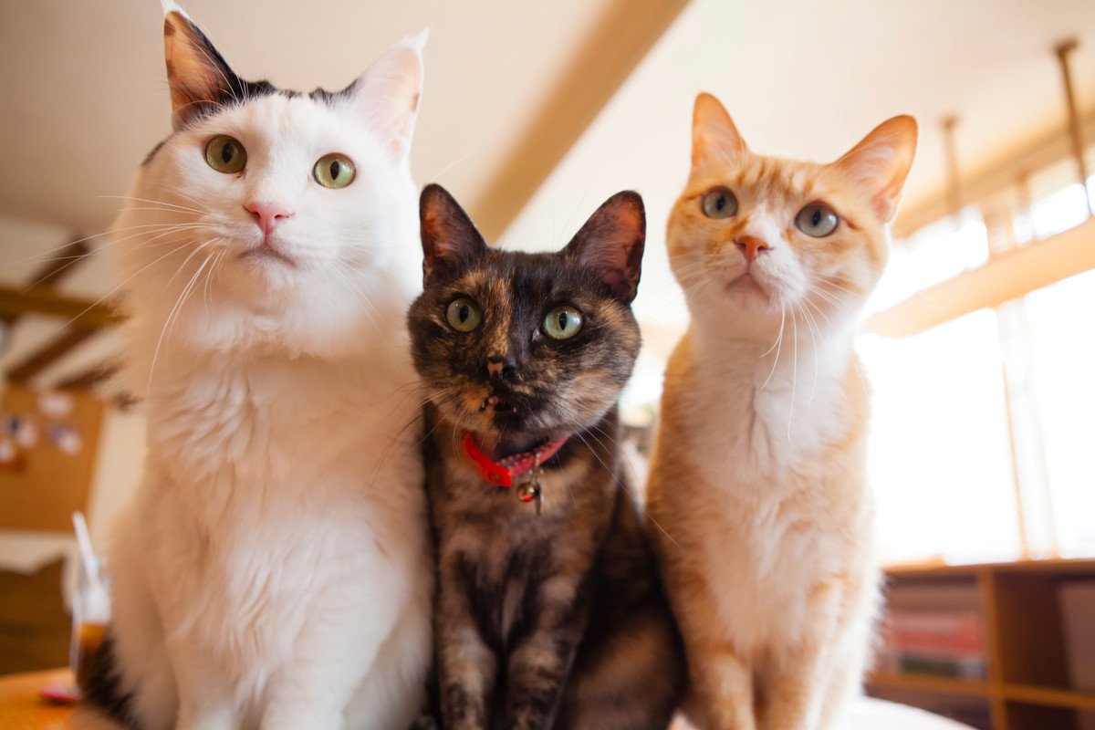 猫の『顔のかたち』は3つのタイプに分けられる？　それぞれの特徴や魅力もご紹介