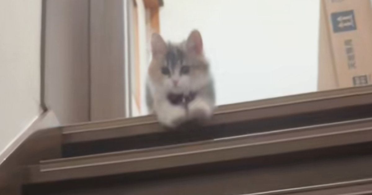 ふわふわの短足子猫→階段の下にいる飼い主さんに向かって…思わずニヤける『可愛い光景』に「お顔がたまらん」「頑張ったなぁ」の声