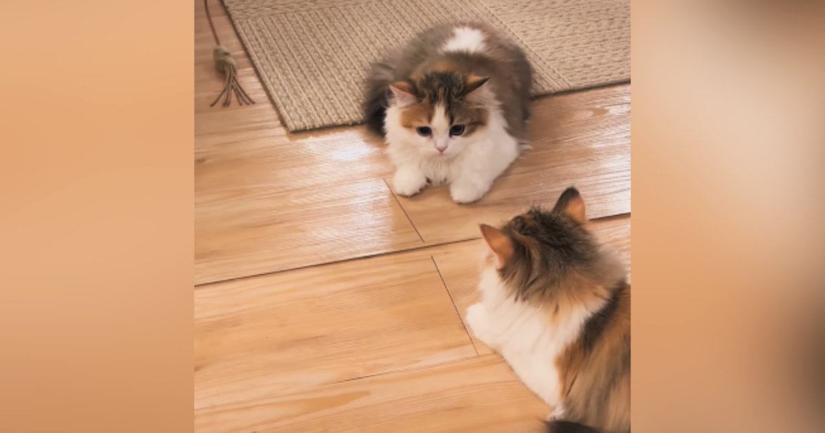 子猫が初めて『鏡』を見た結果…可愛すぎる『リアクション』に癒される人が続出「猫生一週目すぎる」「表情に笑った」と26万再生