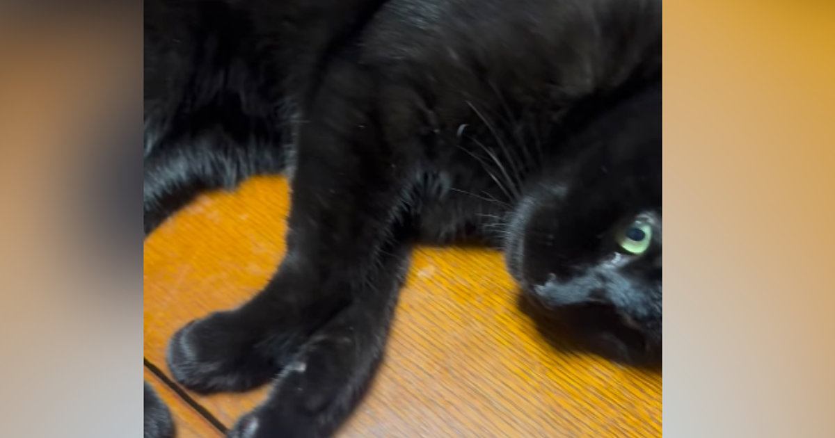 テーブルの上で寝転がっていた黒猫→すぐ隣を見ると…『まさかの光景』に爆笑の声「途中参加したいｗ」「人間じゃありえないｗ」と18万再生