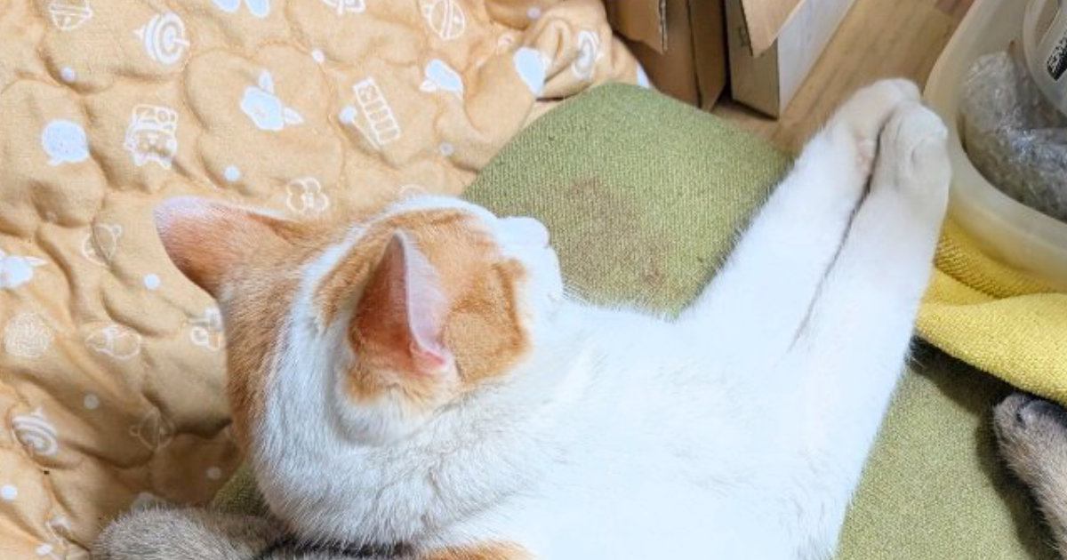 『寝づらくないのだろうか…』いっしょに昼寝をしていた2匹の猫を見ると→『微笑ましい瞬間』にSNSで反響「安心にゃあ」「可愛いね」