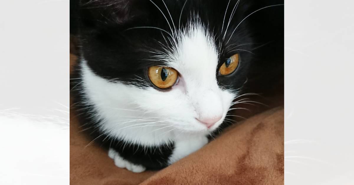 1歳頃は目の色が『濃い黄色だった猫』→成長した現在は……飼い主さん驚きの『予想外の変化』が49万表示「すごい変わってる」「確かに」と反響