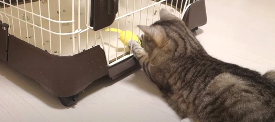 レスキュー猫隊員出動♪ぬいぐるみを救出せよ！