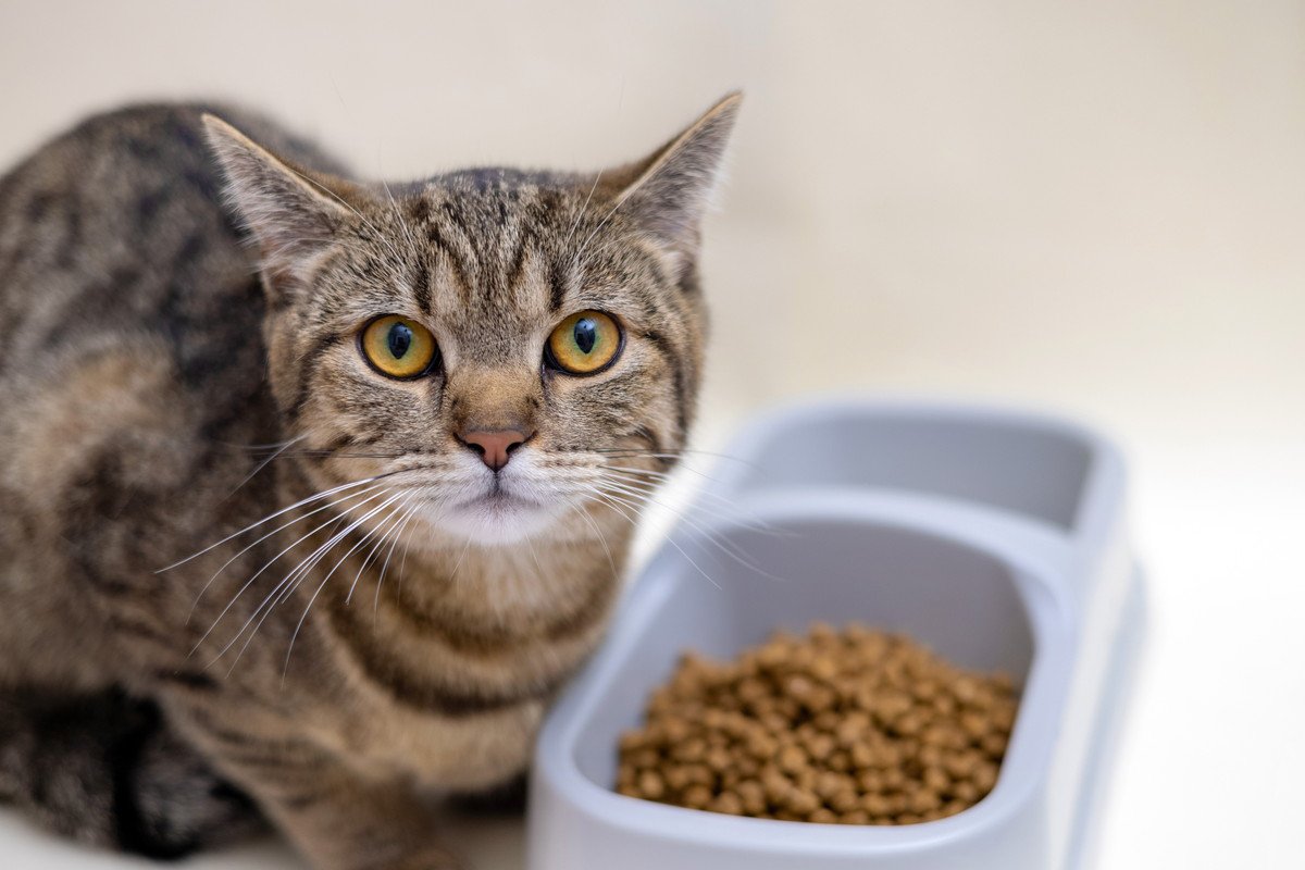 夏に増える猫の『食中毒』症状3つ　原因と知っておきたい対策も
