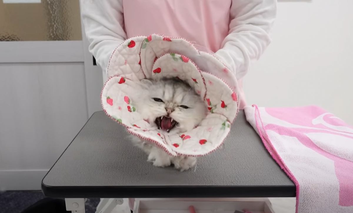 サロンに来た“ガチ噛み注意”猫→プロの先生の手にかかった結果…感動の光景に「テクニックも知識も凄くて感動した」「プロって凄い」と絶賛の声