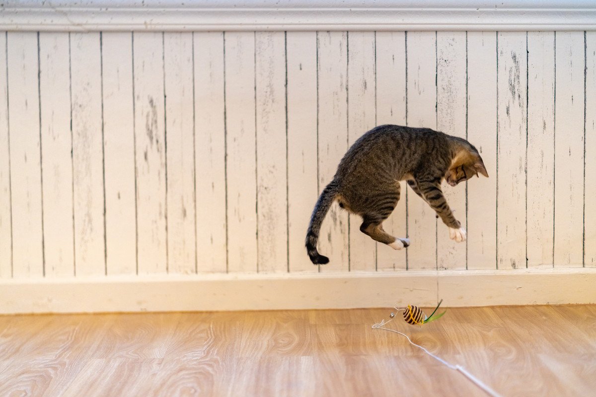 『好奇心が強い猫』がついついやっちゃう3つの行動　このタイプの猫を飼う上での注意点も