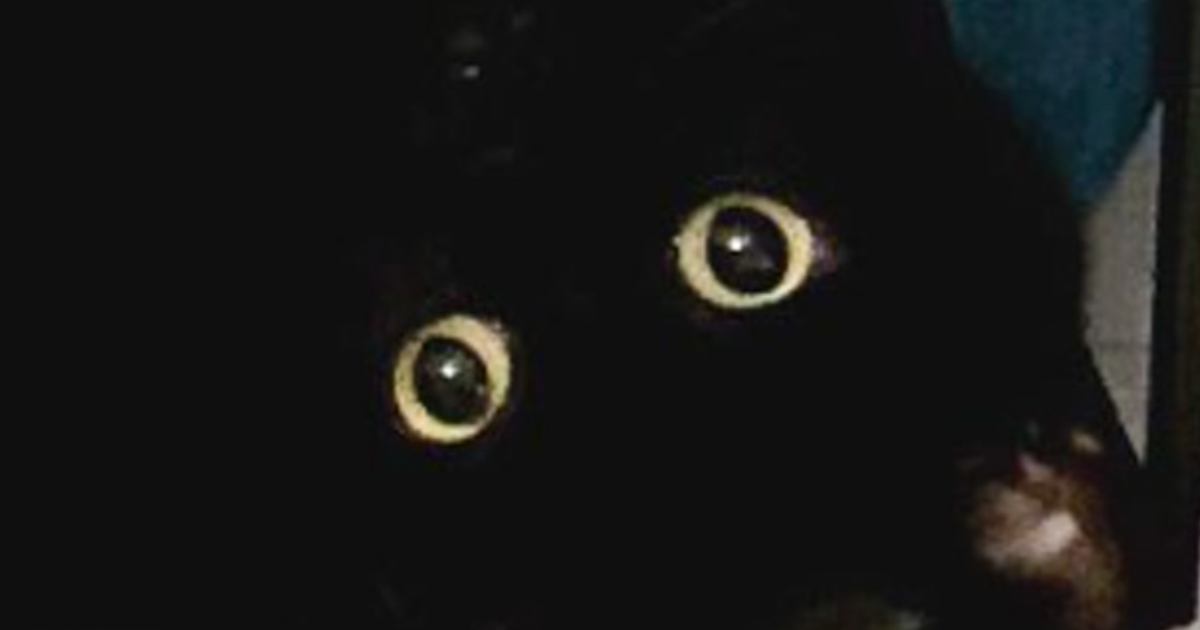 猫用ハウスの中にいる黒猫を呼んでみたら、顔の出し方が…まるで『芸術作品』みたいな光景に3万3000いいね「前衛的ｗｗ」「すべてが良すぎ」