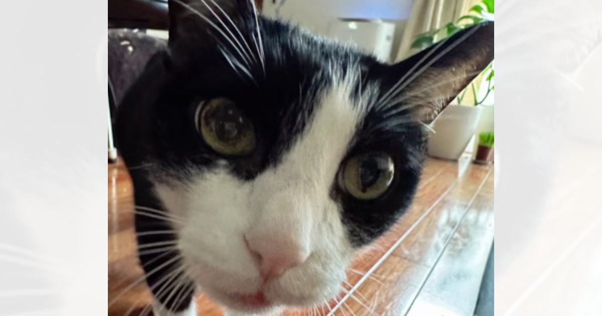 女性ペットシッターには可愛らしい顔をしていた猫→2日目に『男性』が来ると…衝撃の差が145万再生「別猫かと思ったｗ」「可愛いｗ」