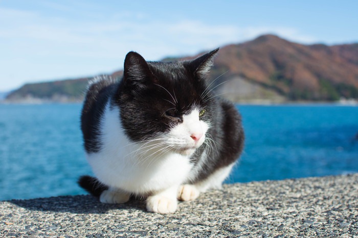 猫デザインのピアスが可愛すぎる！にゃんこ好きにはたまらないアクセサリー