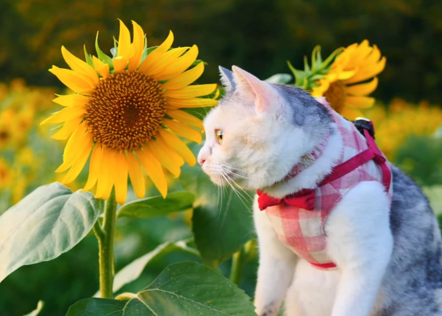 心が洗われる…！黄金色に輝くひまわり畑と猫ちゃん♡