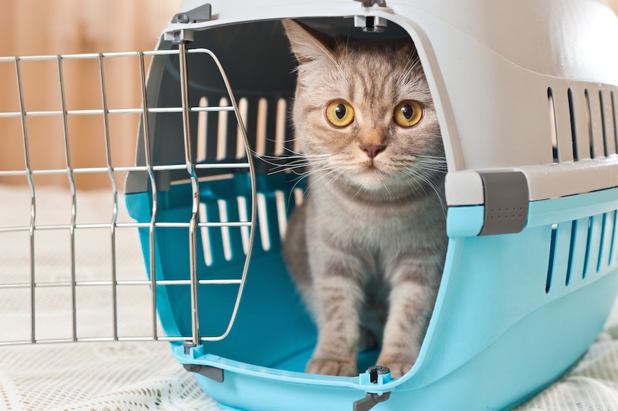 愛猫のために地震がおきるまでにしておくべき3つのこと