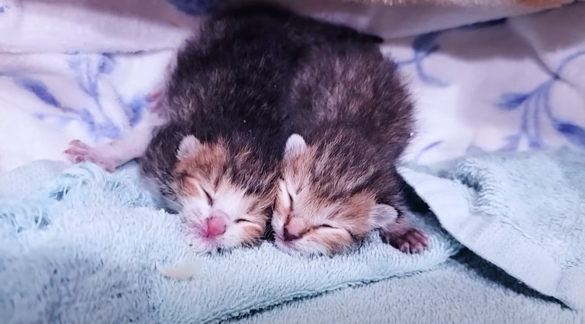 今にも消えそうだった『低体重の子猫兄弟』をお世話した結果…112日目の光景に涙が止まらないと号泣する人続出「本当に感動」「涙で画面が」