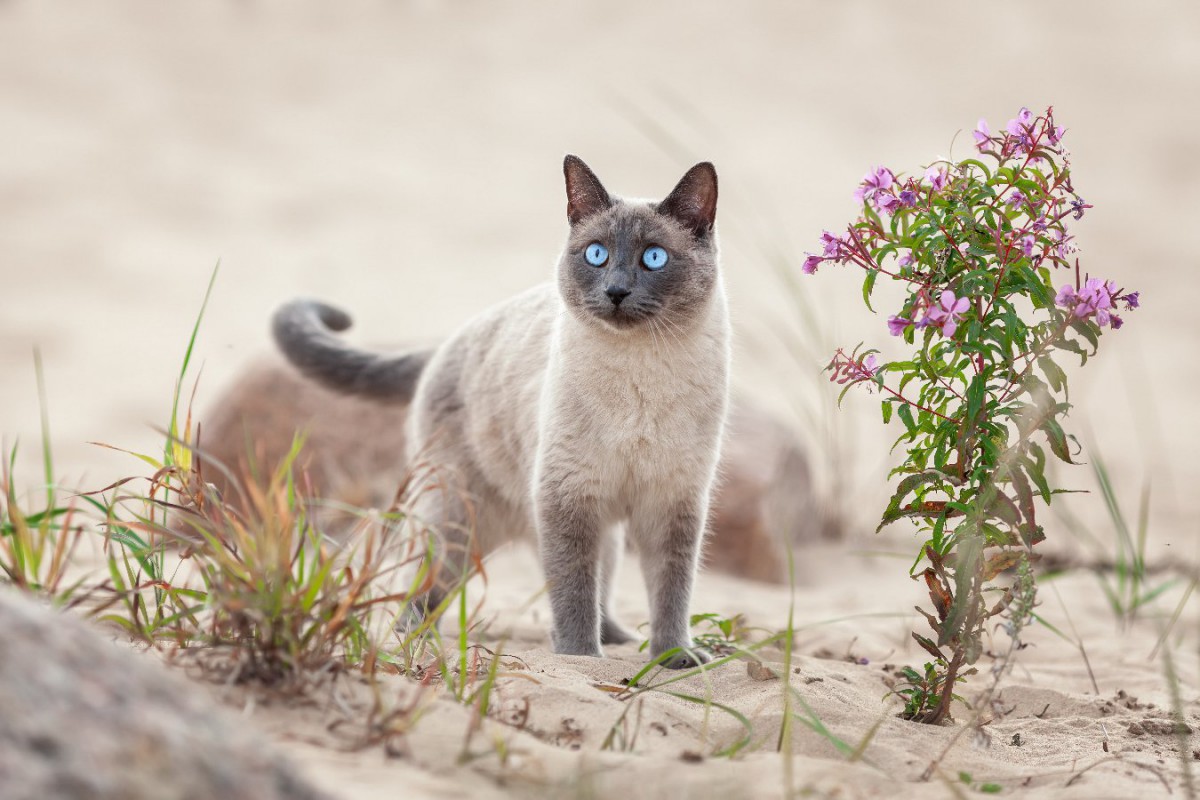 タイ猫とは？特徴・性格・シャムネコとの違いなどについて解説！