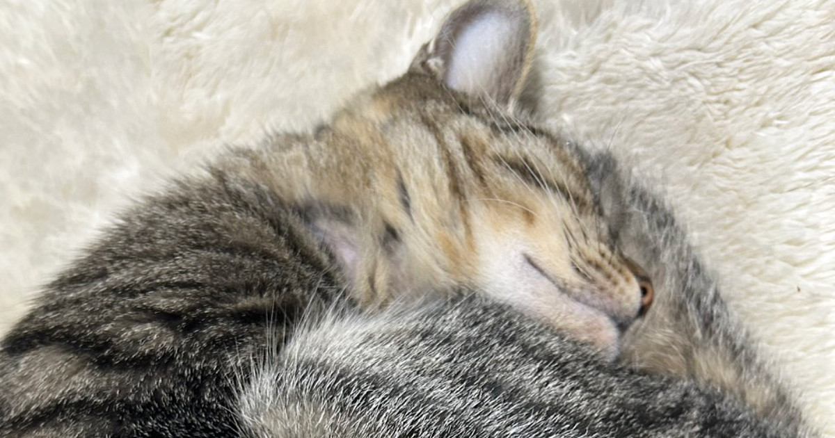 『眠っている猫ちゃん』を見たら…あまりにも完璧すぎる『形』に８万いいねの大反響「見たことがないレベル」「見事な保存状況ｗ」